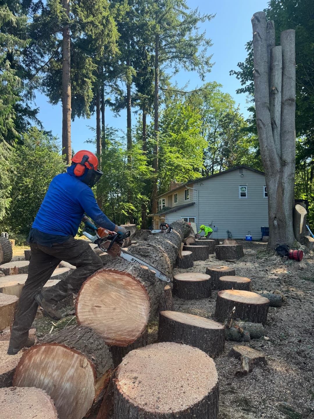 picture of a tree cutter cutting a big tree down in seattle washington