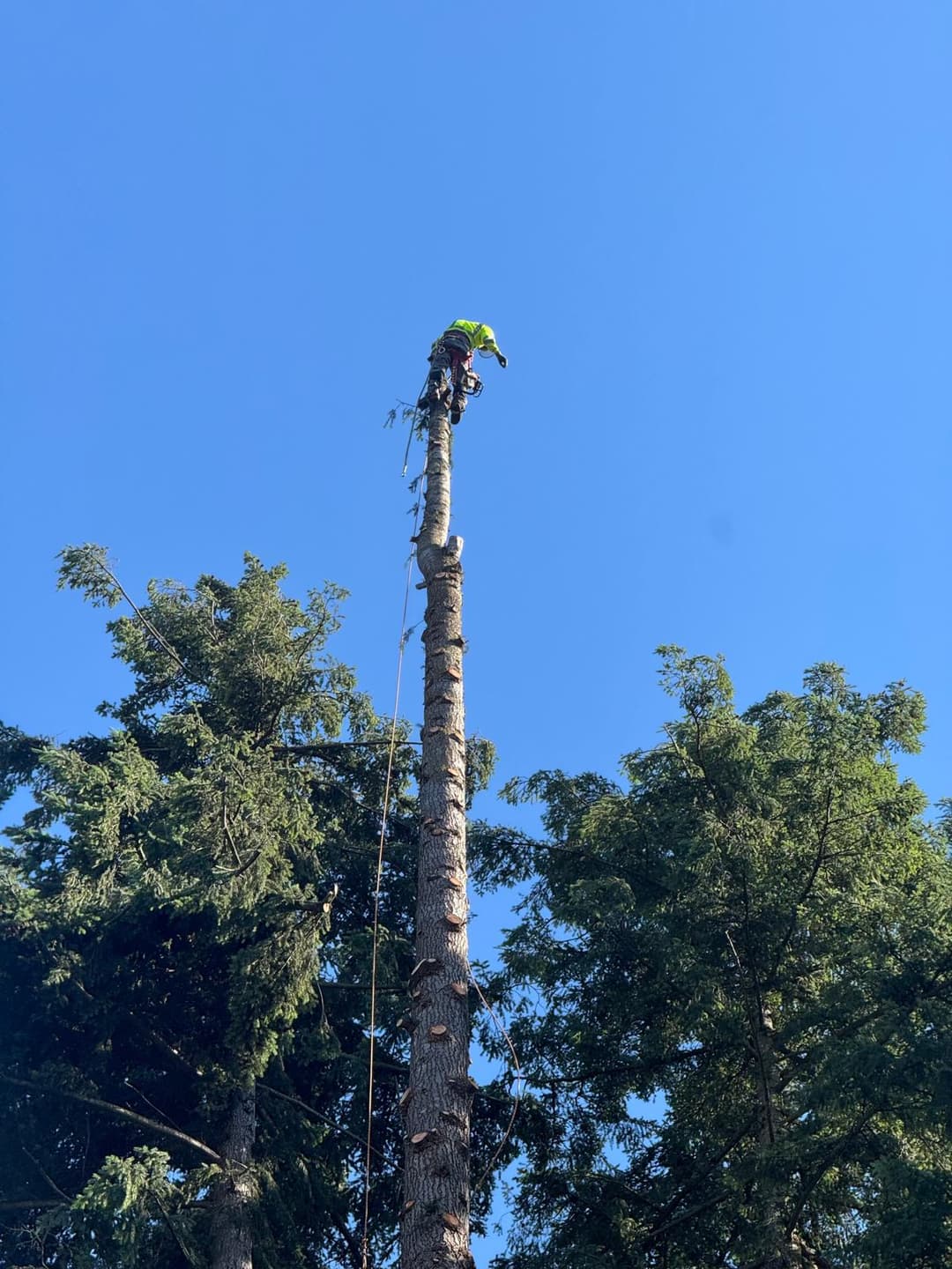picture of tree care experts tree trimming in seattle washington