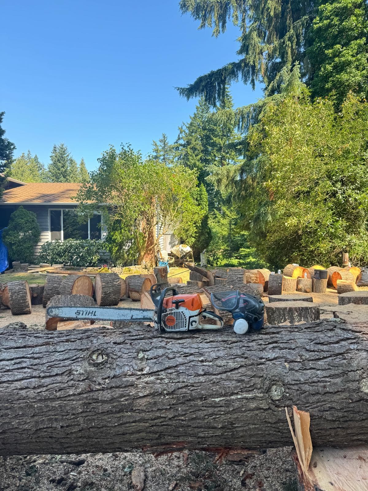 Picture of a chainsaw with multiple cut down trees in seattle washington