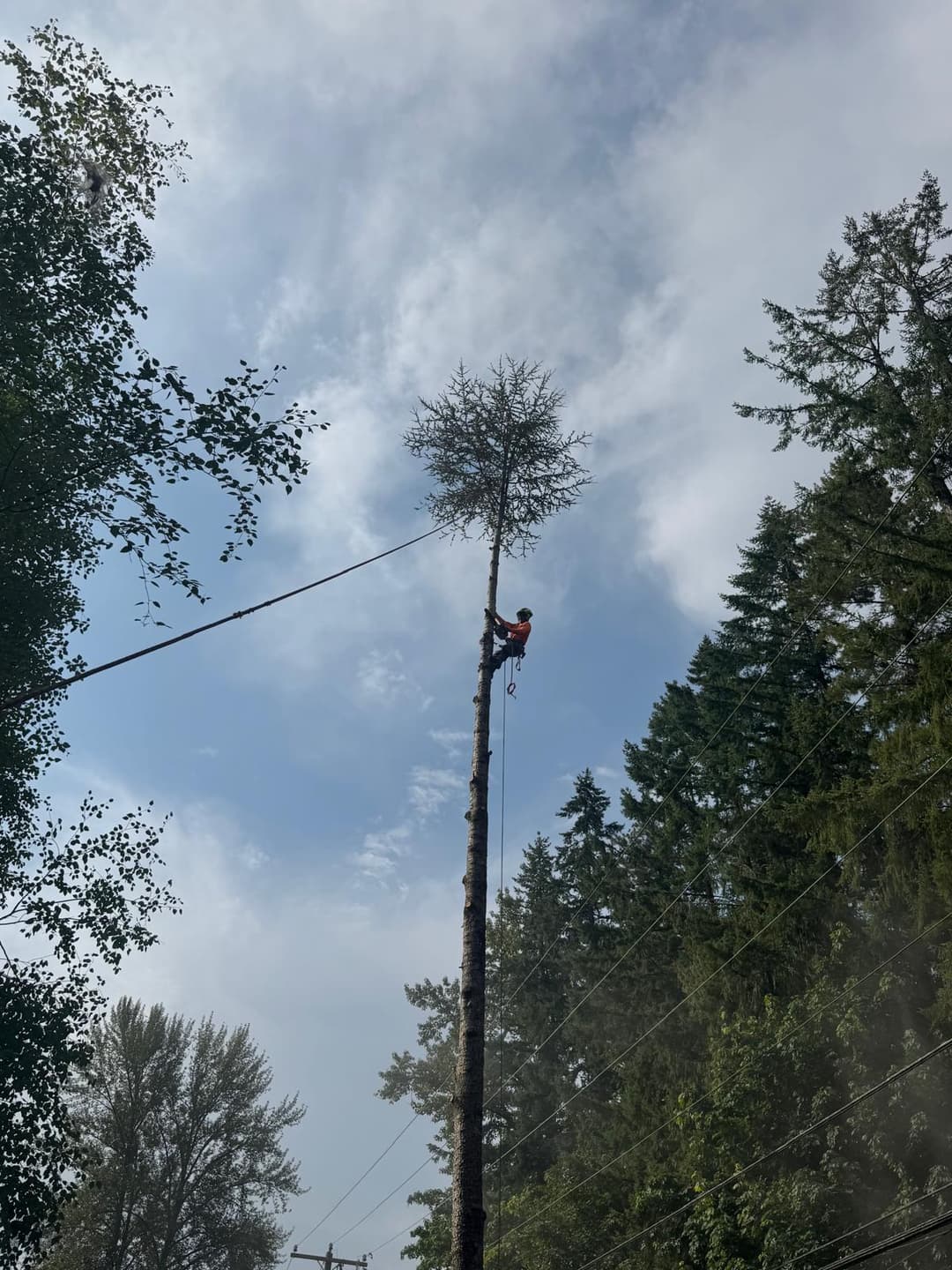 picture of a large tree getting trimmed by a tree service company in seattle washington